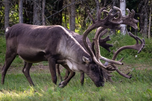 Caribou