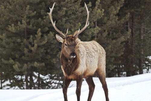 Elk