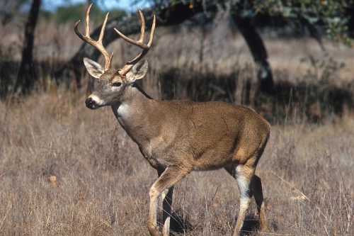 Mule Deer