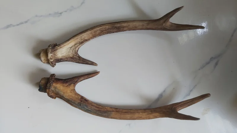 The #1 Commission-Free Antler Marketplace - AntlerSheds.com