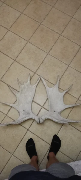 The #1 Commission-Free Antler Marketplace - AntlerSheds.com