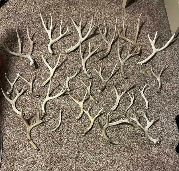 The #1 Commission-Free Antler Marketplace - AntlerSheds.com