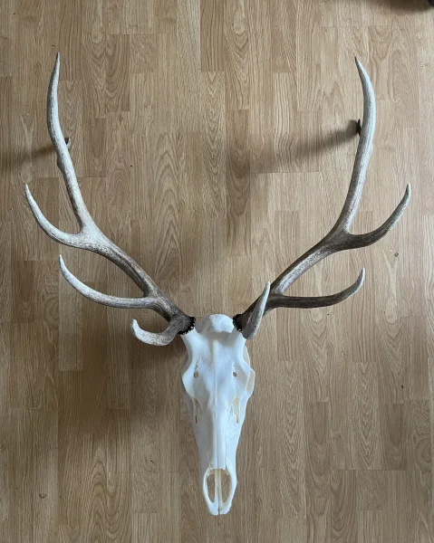 The #1 Commission-Free Antler Marketplace - AntlerSheds.com