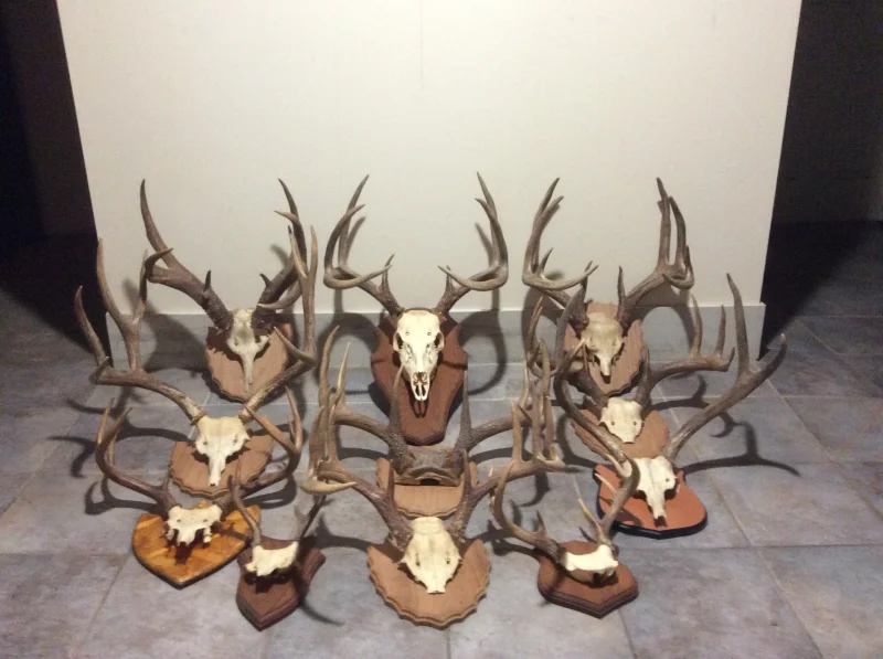 The #1 Commission-Free Antler Marketplace - AntlerSheds.com