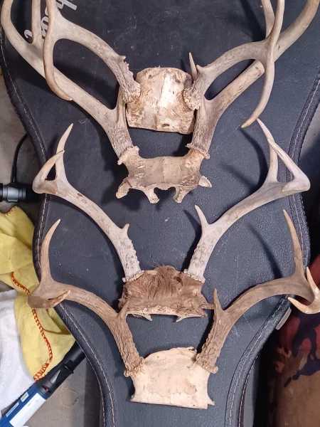 The #1 Commission-Free Antler Marketplace - AntlerSheds.com