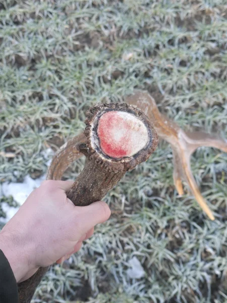 The #1 Commission-Free Antler Marketplace - AntlerSheds.com