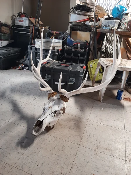 The #1 Commission-Free Antler Marketplace - AntlerSheds.com