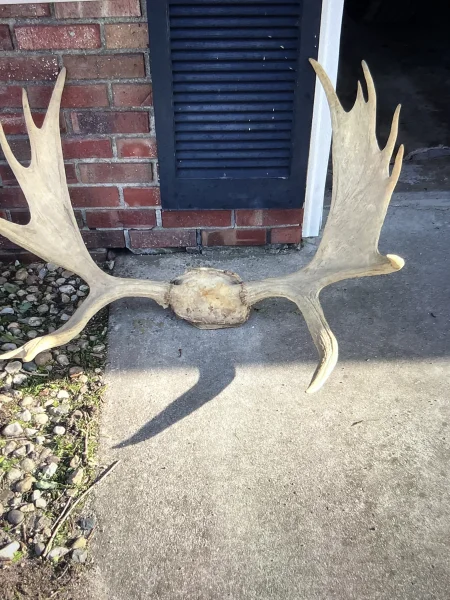 The #1 Commission-Free Antler Marketplace - AntlerSheds.com