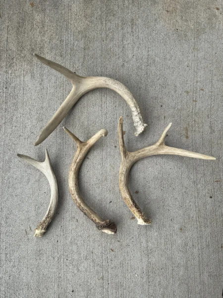 The #1 Commission-Free Antler Marketplace - AntlerSheds.com