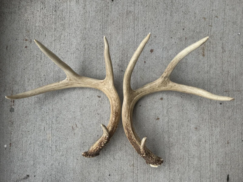 The #1 Commission-Free Antler Marketplace - AntlerSheds.com