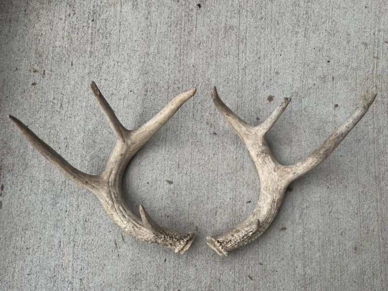 The #1 Commission-Free Antler Marketplace - AntlerSheds.com