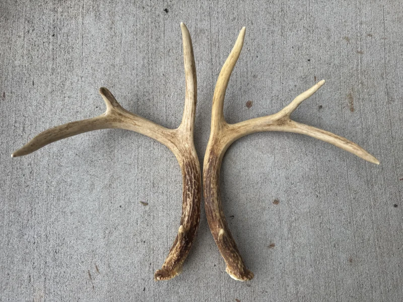 The #1 Commission-Free Antler Marketplace - AntlerSheds.com