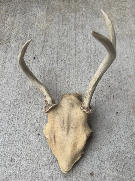 The #1 Commission-Free Antler Marketplace - AntlerSheds.com