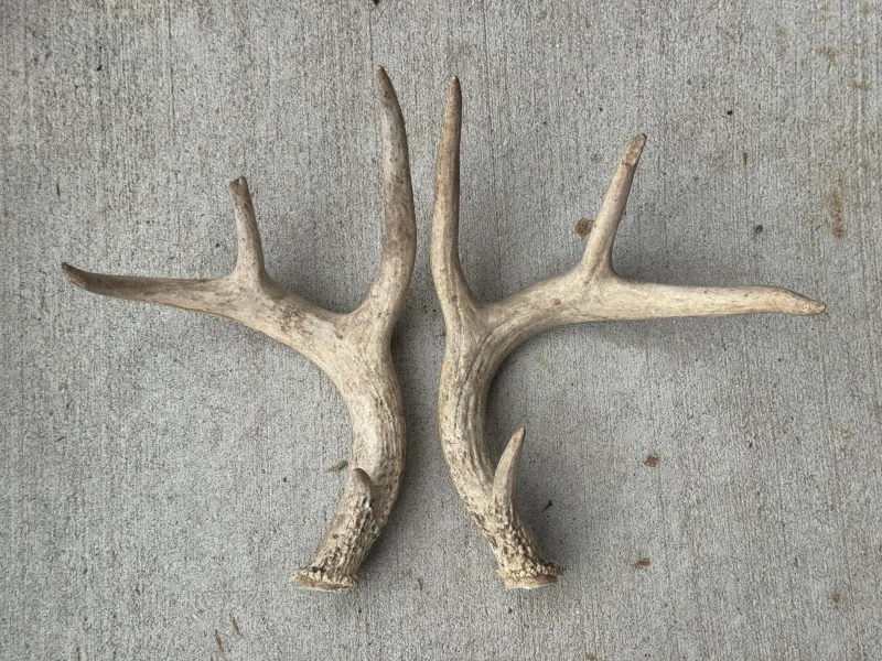The #1 Commission-Free Antler Marketplace - AntlerSheds.com