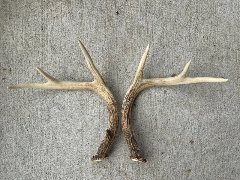 The #1 Commission-Free Antler Marketplace - AntlerSheds.com