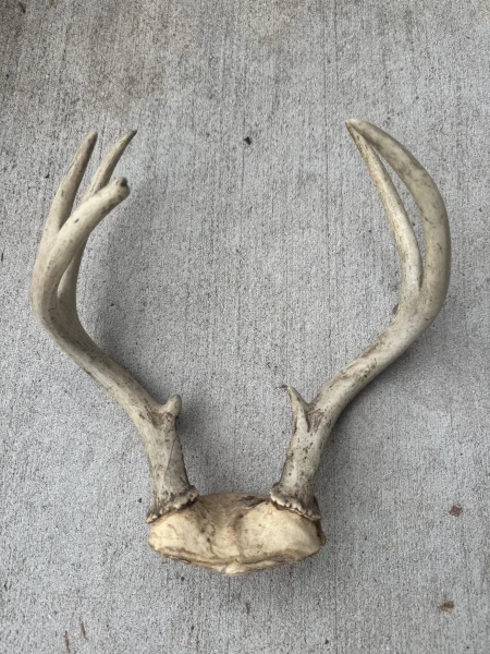 The #1 Commission-Free Antler Marketplace - AntlerSheds.com