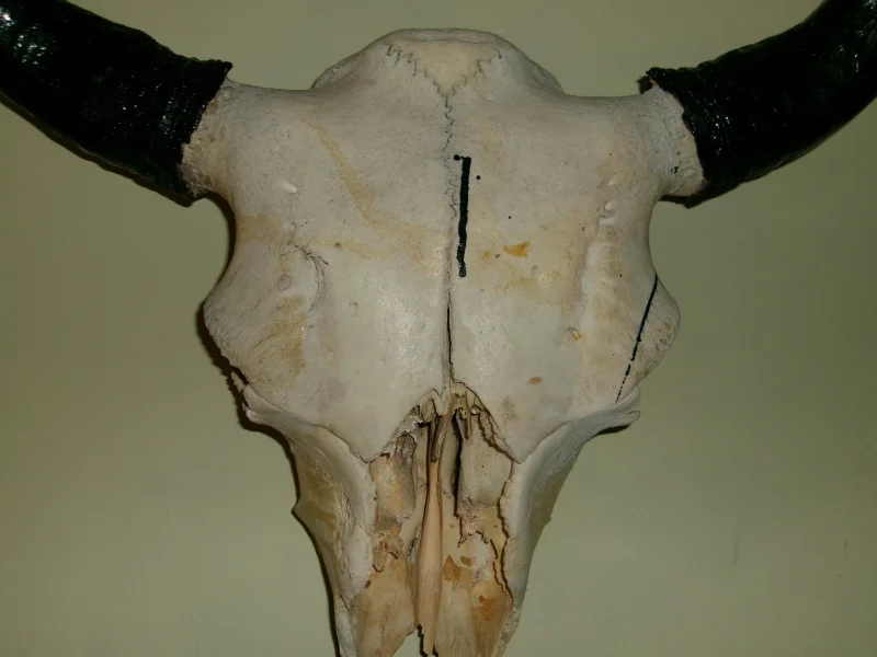 The #1 Commission-Free Antler Marketplace - AntlerSheds.com
