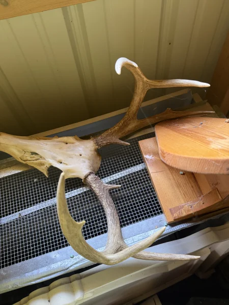The #1 Commission-Free Antler Marketplace - AntlerSheds.com