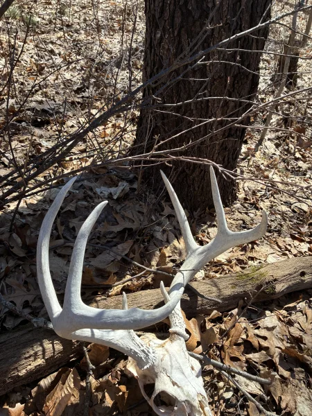 The #1 Commission-Free Antler Marketplace - AntlerSheds.com