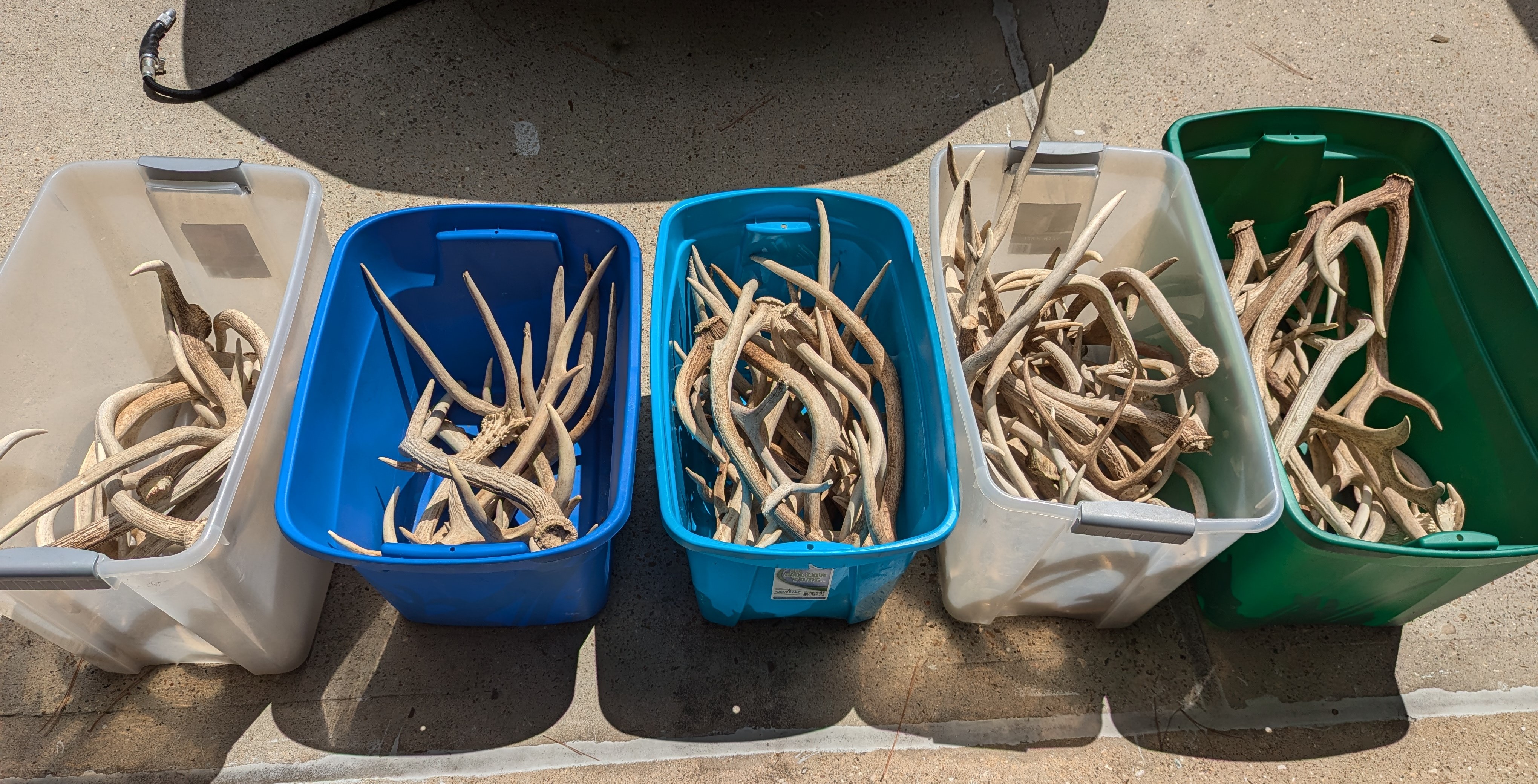 Antler Shed Image