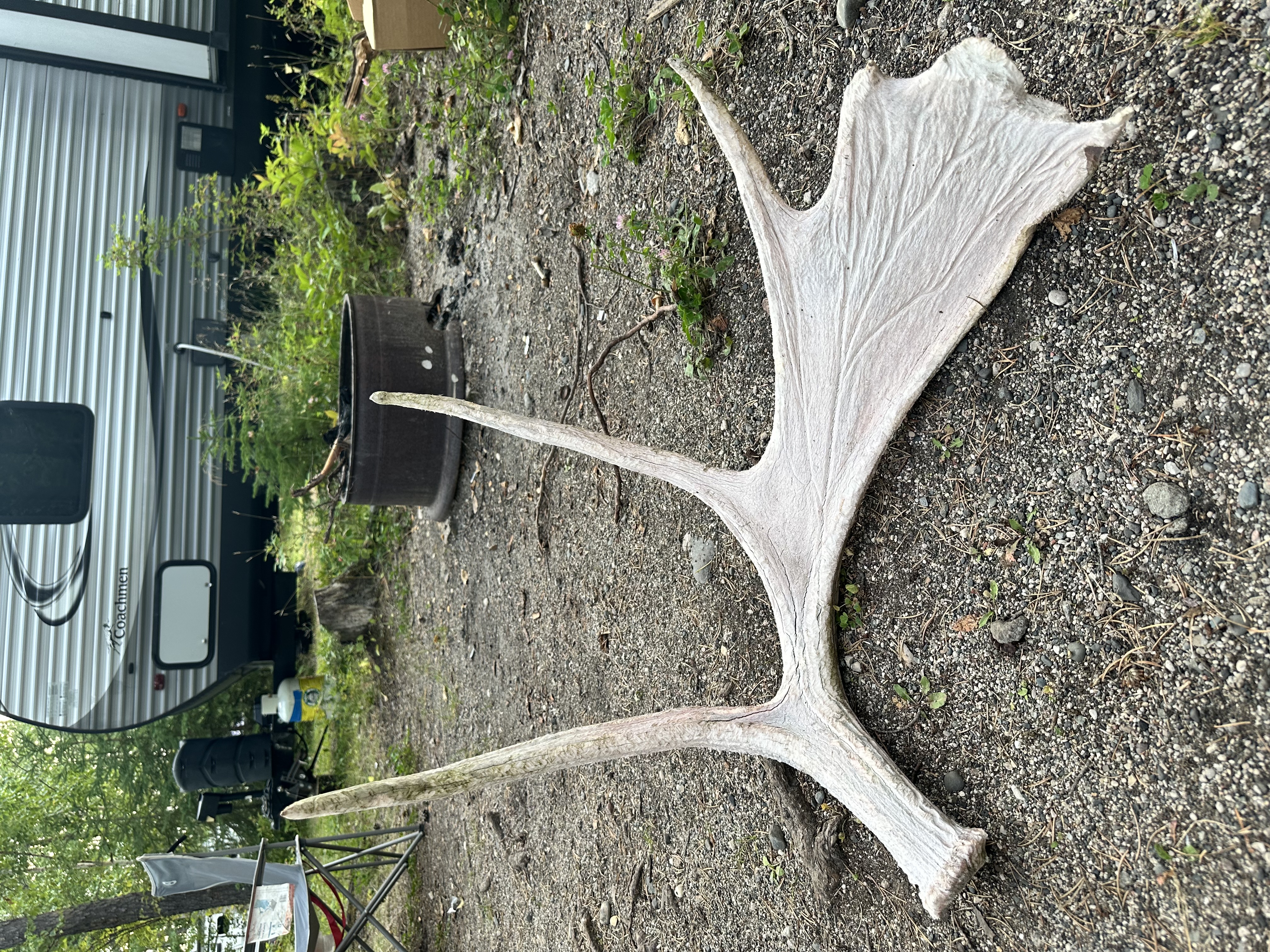 Antler Shed Image